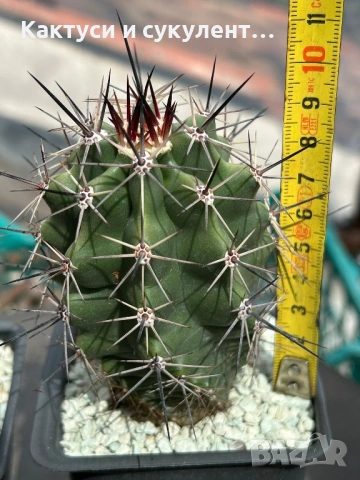 Кактус Echinocereus Triglochidiatus hybrid рядък вид кактус, снимка 2 - Градински цветя и растения - 54663103