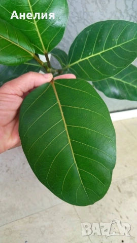 Фикус Ficus Benghalensis( бенгалски фикус ) , снимка 3 - Стайни растения - 54875973