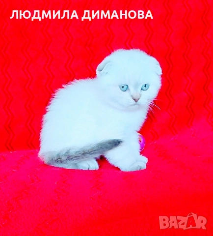 Шотландско мъжко Скоттиш Фолд. , снимка 4 - Британска късокосместа - 54526747