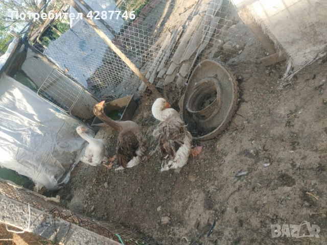 Продавам патки 2 женски с едно мъжко , снимка 3 - Патици и гъски - 54333139