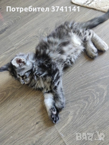 Мейн Куун котета, снимка 2 - Мейн кун - 55176250