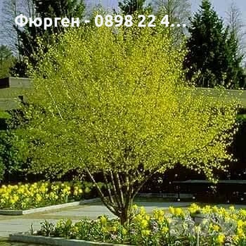 Дрян – Фиданки | Сорт Джолико, снимка 2 - Разсади - 54656086