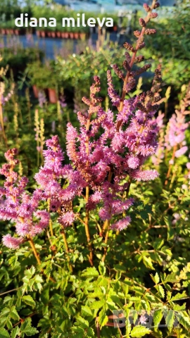 Астилбе, Astilbe, многогодишно за сянка!!, снимка 7 - Градински цветя и растения - 55288069