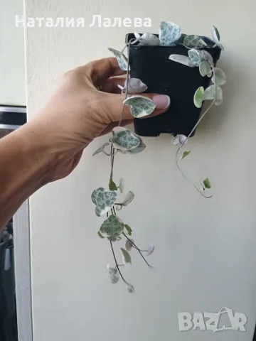 Церопегия, ceropegia woodii variegata