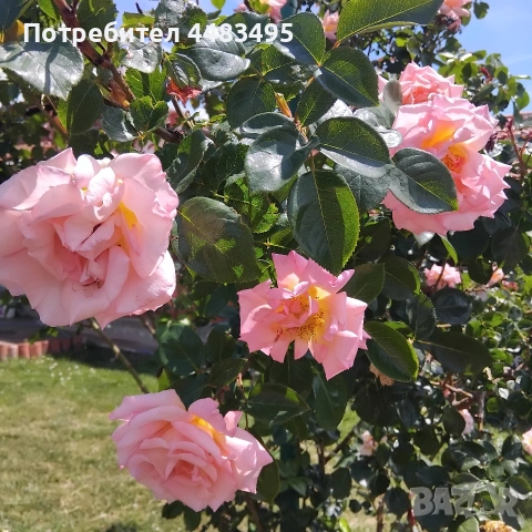 Млади насаждения розички , снимка 4 - Градински цветя и растения - 55268670