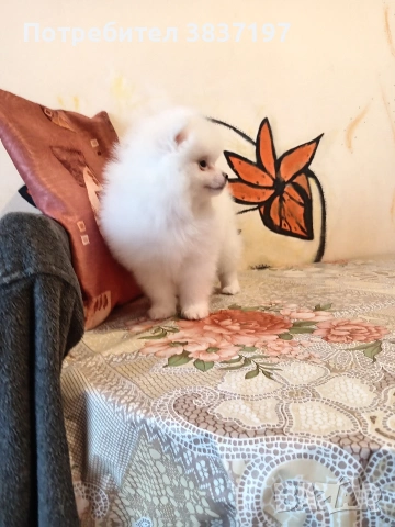 мъжки със 2 ваксина , снимка 2 - Померан - 53980334