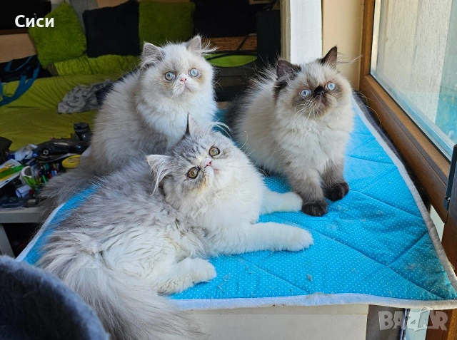 Персийски котенца 
