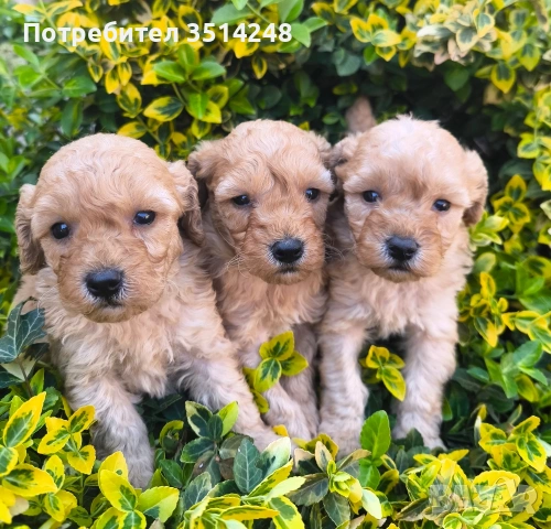 Пудел.Мини пудел , снимка 4 - Пудели - 54230947