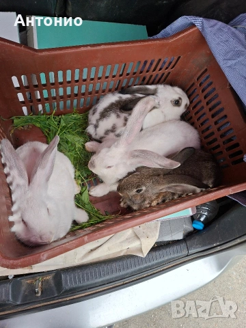Продавам зайци 