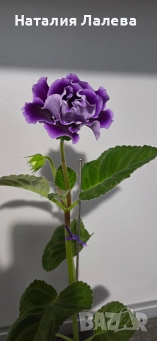 Каменно цвете, глоксиния, Gloxinia