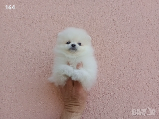 Бели Померани. Реални снимки от 19.04.26 г. , снимка 5 - Померан - 54174634