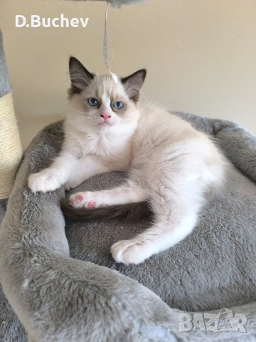 Ragdoll Paradise / Регдол котенца , снимка 12 - Други - 54972344