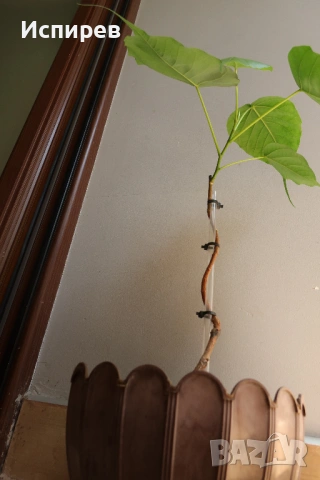 Фикус религиоза, Дървото на Буда, Ficus religiosa, 2-год. растение, снимка 3 - Стайни растения - 54917042