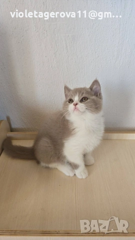 Британски котки , снимка 5 - Британска късокосместа - 55008885