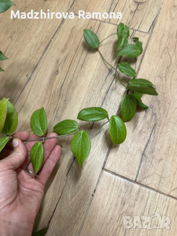 Hoya Хоя Fitchii 