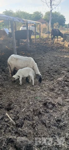 Продавам 1овца и 7 агнета., снимка 3 - Овце - 55303646