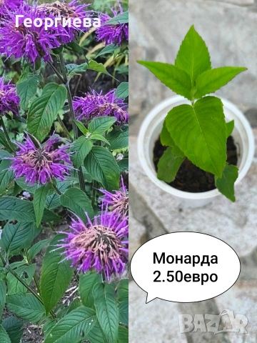 градински растения , снимка 18 - Сортови семена и луковици - 54944668