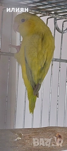 Врабчови папагали, снимка 3 - Папагали - 54086762