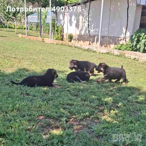 Кученца Немска овчарка на 50 дни – 6 бр.женски, снимка 9 - Немска овчарка - 55481015