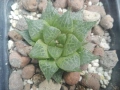 Хавортия (Haworthia comptoniana), снимка 1