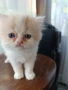 Персийски котета, снимка 8