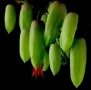 Каланхое, Kalanchoe Magic Bell, снимка 1