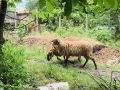 Продавам Овце и Агнета, снимка 1