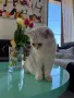 Мъжко коте британско късокосместо, снимка 2