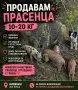 Търсим им нови стопани!, снимка 1