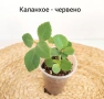 Комплект оm 12 Стайни Растения (Вкоренени), снимка 5