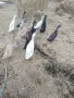 Индийски бегач, неми патици,гъски,холандска качулата,пуйки и мини кохини, снимка 12