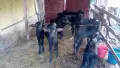 Продавам мъжки малачета , снимка 4