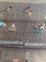 Продавам канарчета, снимка 3