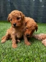 Той Пудел / Toy Poodle, снимка 1