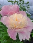 Paeonia ‘Sweet Sixteen’ (Божур „Сладки шестнадесет“), снимка 3