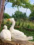 Качулата чешка гъска, снимка 11