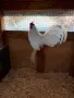 Продавам бял Розкомб, снимка 4