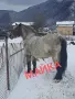 Prodava se kon 3 godishen, снимка 3