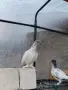унгарски високолетачи бързаци, снимка 8