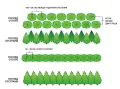 Западна туя Смарагд (Thuja occidentalis Smaragd), снимка 6