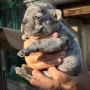 Момче Френски булдог Merle , снимка 1