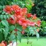 Продавам растение Текома (Кампсис), снимка 6