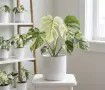 Monstera Devil Monster, снимка 1