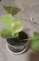Стайни растения/висящи, снимка 4