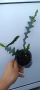Selenicereus anthonyanus, снимка 2