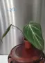 Филодендрон 'Глориозум Зебра' / Philodendron gloriosum zebra, снимка 8