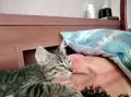 Търсим дом за Леа, снимка 9