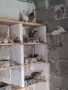 Токачки (5 броя), снимка 4