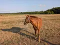 Женско Конче на 5 Месеца, снимка 1