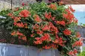🧡🌿🧡 Текома (Campsis radicans), снимка 2